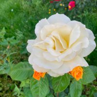 Благоухает нежно роза... :: Наталия Павлова