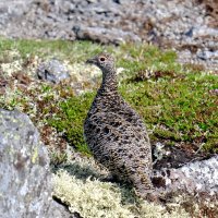 Тундряная куропатка :: Андрей Зайцев