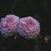 Шикарные розовые розы. :: Вадим Басов