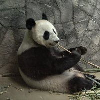 Панда Катюша :: <<< Наташа >>>