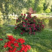 В Японском саду :: Veera V В Японском саду :: Veera V