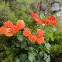 городские украшгния :: Галина R...