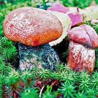 Августовские крепыши! :: Владимир 