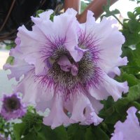 Петуния :: PRP 