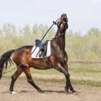 На корде :: SanSan 