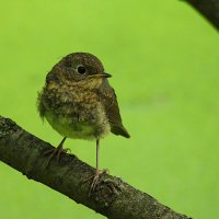 Молодая зарянка :: Лина 