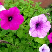 Такие разные петунии :: Людмила Смородинская