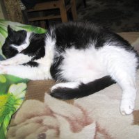 Так сладко спит :: Людмила Смородинская