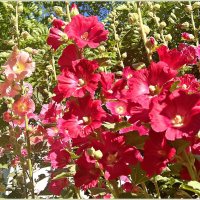 Прекрасная мальва. :: Валерия Комова