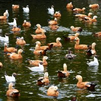 Московский зоопарк. На пруду. :: Наташа *****