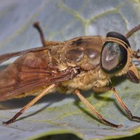 Бычий слепень... :: Александр Посошенко