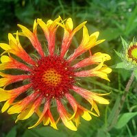 Летний :: Елена Семигина Летний :: Елена Семигина