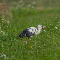 Утренний завтрак. :: Sergey (Apg)