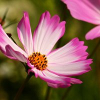 Доброе утро :: Юрий. Шмаков