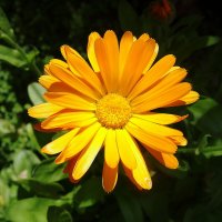 Календула :: Рита Симонова