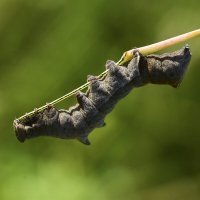 Гусеница :: Геннадий Супрун Гусеница :: Геннадий Супрун