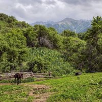 Верный помощник егеря :: LudMila 