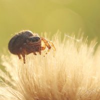 *** :: Елена Kазак (selena1965) *** :: Елена Kазак (selena1965)