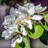 Беленькие :: Alexandеr P