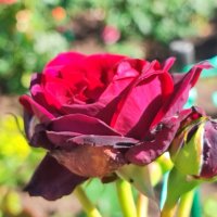 ,,, :: Сергей Тимоновский