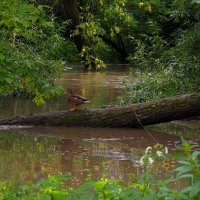 После Ливня :: юрий поляков