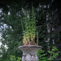 Другие цветы :: Михаил Соколов