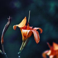 Лилейник :: Юрий Гайворонскiий