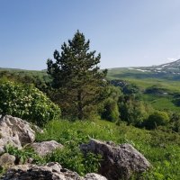 ЛАГОНАКИ :: Tata Wolf