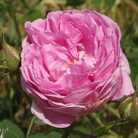 Роза :: Freddy 97