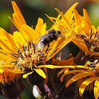 они на радость нам даны :: Олег Лукьянов они на радость нам даны :: Олег Лукьянов