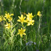 Жёлтые лилии :: Ольга 