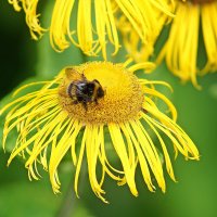 *** :: Леонид leo *** :: Леонид leo