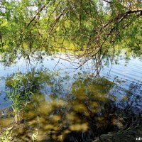 Свет и тени в отражениях... :: Нина Бутко