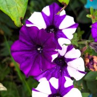 Петунии :: Наталья 