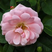 Розовая нежность :: Светлана 