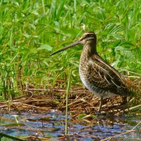 бекас :: gawrilа - dan