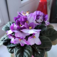 Фиалочки радуют! :: Ольга Фиалочки радуют! :: Ольга