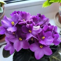 Пышное цветение! :: Ольга 