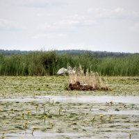 озеро Неро :: Andrey Lomakin