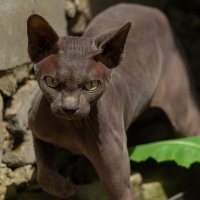 страшненький сосед))) :: Виталий Емельянов