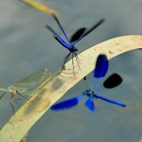 вчера на балу красоток 2 :: Александр Прокудин