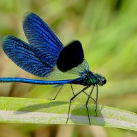 вчера на балу красоток 4 :: Александр Прокудин