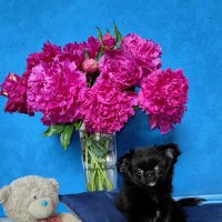 Прекрасные пионы, красивая собачка. :: Светлана 13.06.