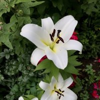 Белоснежные, горделивые и ароматные… :: Любовь Белоснежные, горделивые и ароматные… :: Любовь