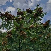 Зреет рябинушка…) :: Любовь 