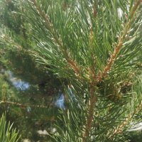 Веточка сосны :: Андрей Хлопонин Веточка сосны :: Андрей Хлопонин