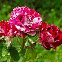 Городские цветы. :: Милешкин Владимир Алексеевич Городские цветы. :: Милешкин Владимир Алексеевич