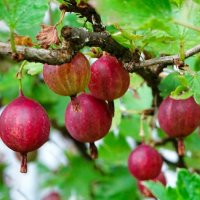 Созрел крыжовник. :: Милешкин Владимир Алексеевич 