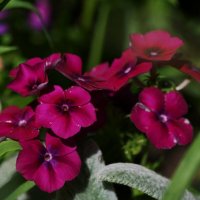 На моей клумбе :: Татьяна Евдокимова