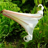 Лилия "Граммофон". :: Милешкин Владимир Алексеевич Лилия "Граммофон". :: Милешкин Владимир Алексеевич